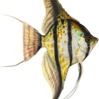 About Angel Fish Blog